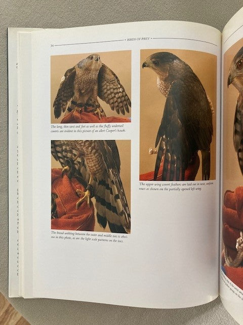Birds of Prey: An Artist's Guide to Understanding Raptors