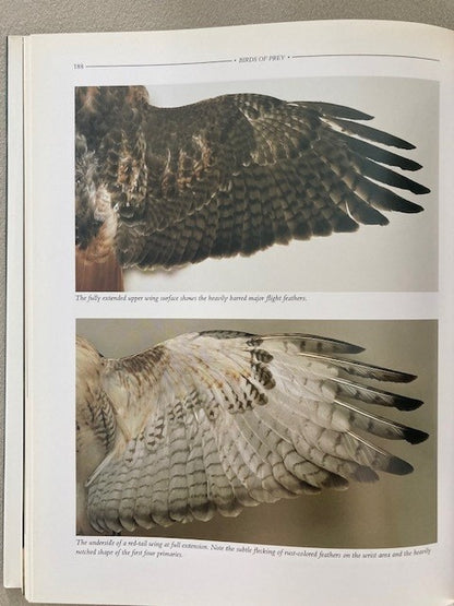 Birds of Prey: An Artist's Guide to Understanding Raptors