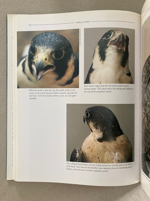 Birds of Prey: An Artist's Guide to Understanding Raptors