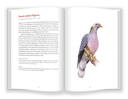 Birds of Santa Cruz
