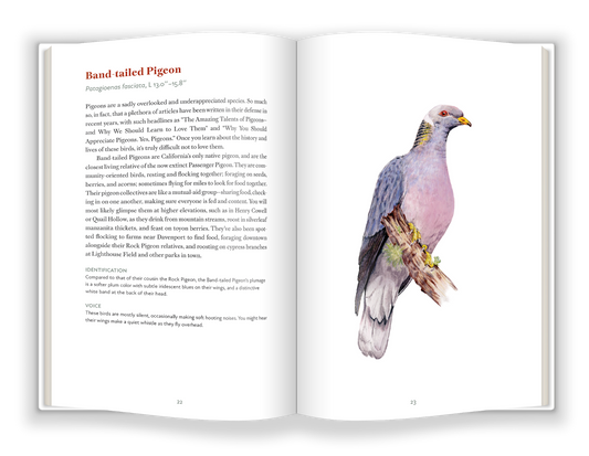 Pre-Order: Birds of Santa Cruz