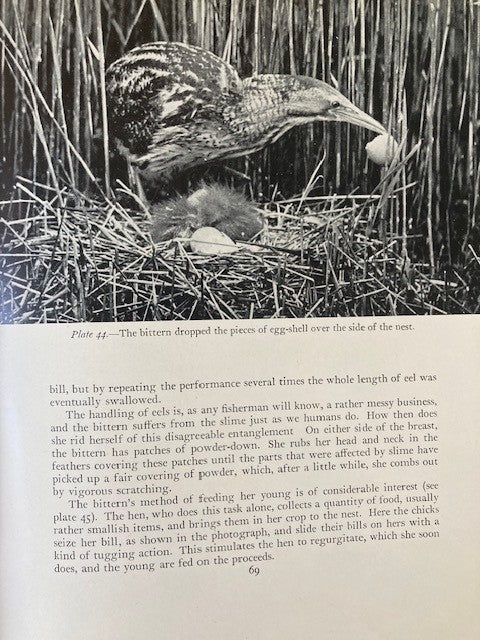 Birds of the Day
