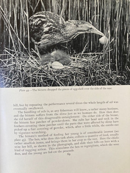 Birds of the Day