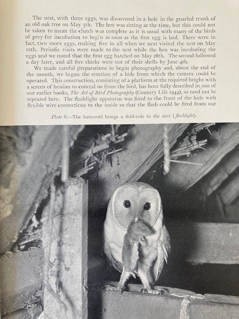Birds of the Night