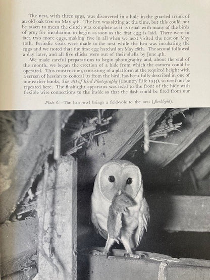 Birds of the Night
