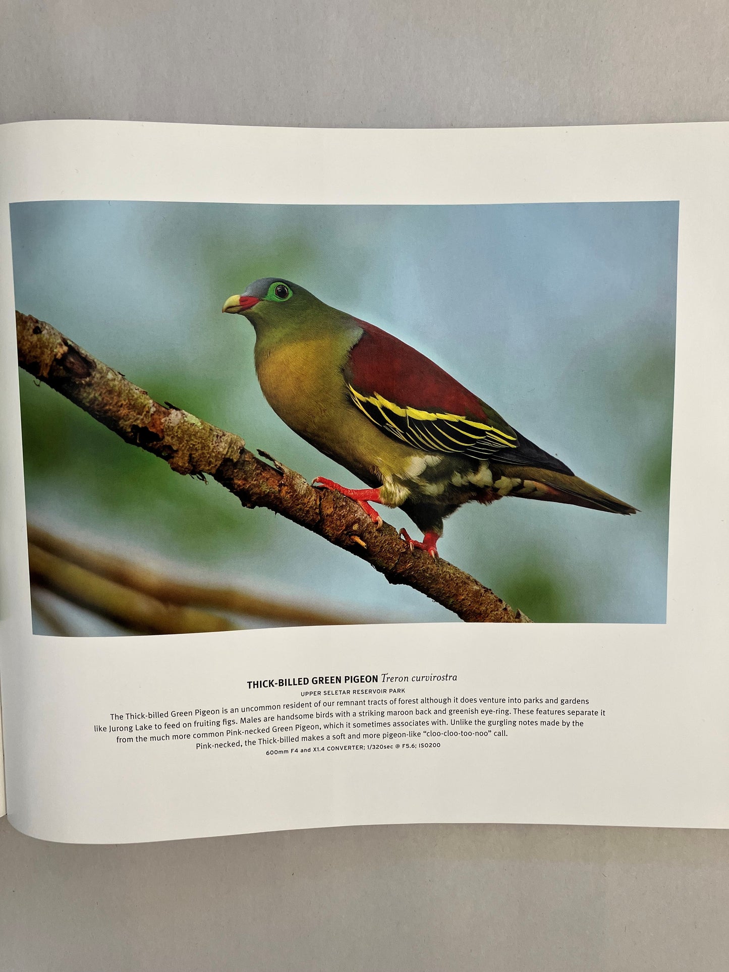 Birds in a Garden City: Celebrating 60 Years of the Photographic Society of Singapore