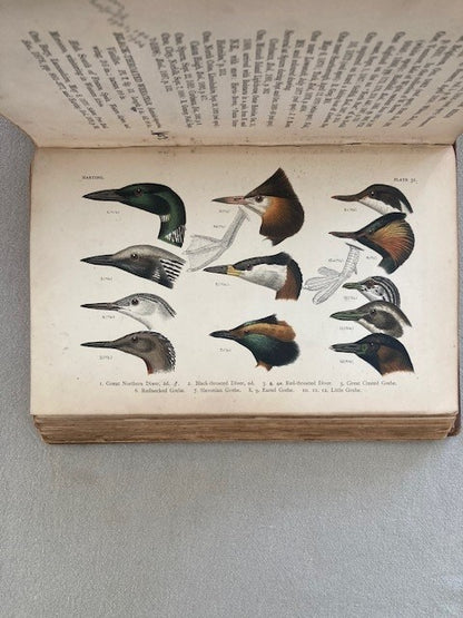 A Handbook of British Birds
