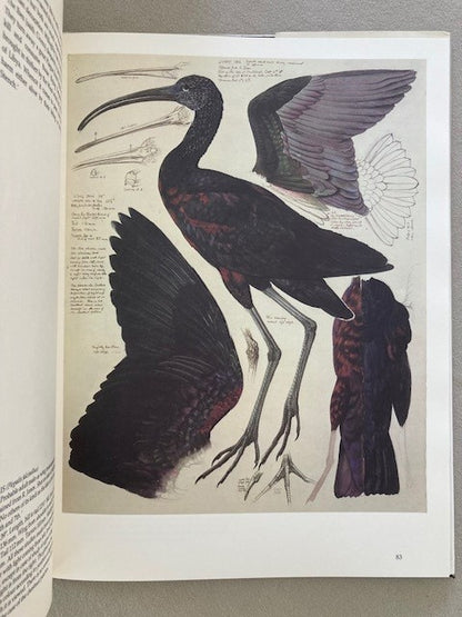 Tunnicliffe's Birds: Measured Drawings by C.F. Tunnicliffe