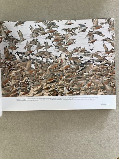 Birds of Cape May