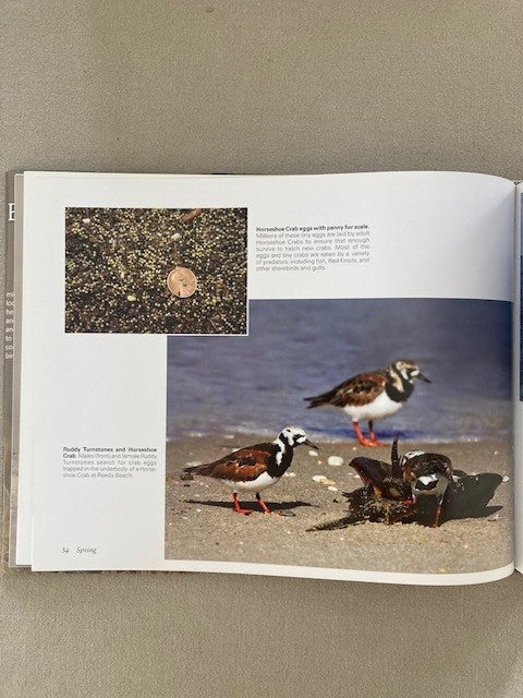 Birds of Cape May