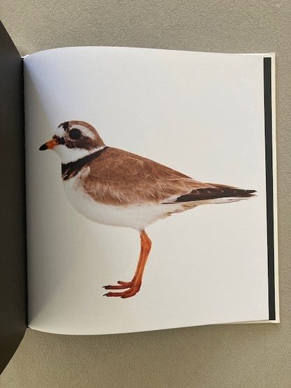 Close to Birds: An Intimate Look at Our Feathered Friends