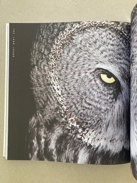 Close to Birds: An Intimate Look at Our Feathered Friends