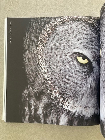 Close to Birds: An Intimate Look at Our Feathered Friends