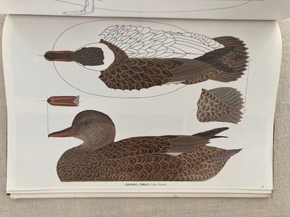 Decorative Decoy Designs: Dabbling and Whistling Ducks (Volume I)