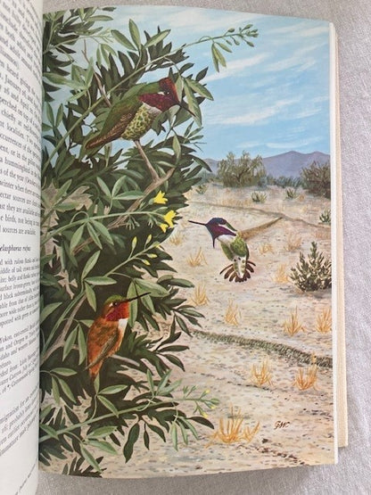 The Lives of Desert Animals in Joshua Tree National Monument