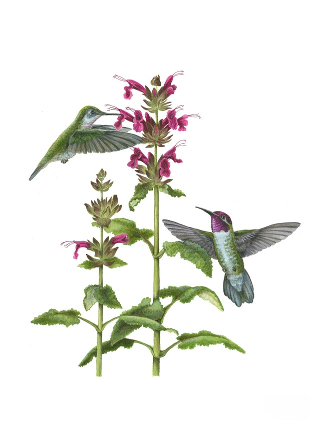Notecard Set: Pollinators