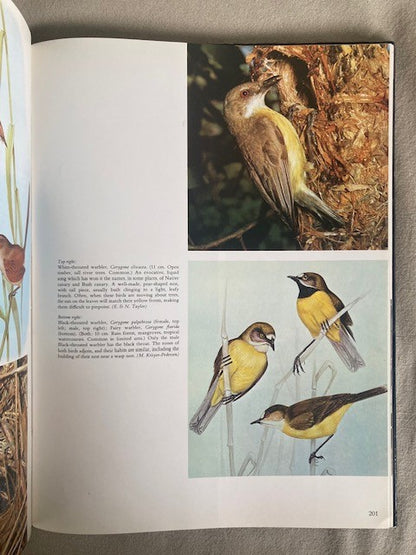 Every Australian Bird Illustrated
