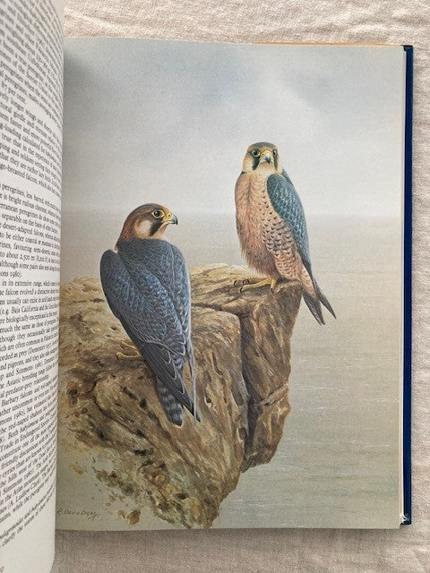 The Falcons of the World