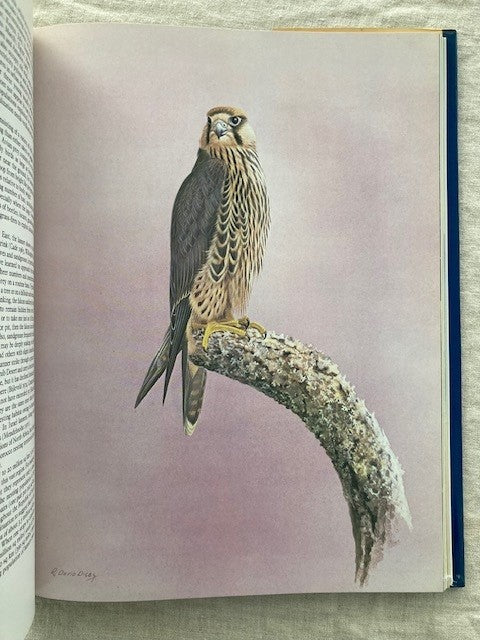 The Falcons of the World