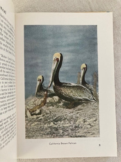 Familiar Birds of the Pacific Southwest