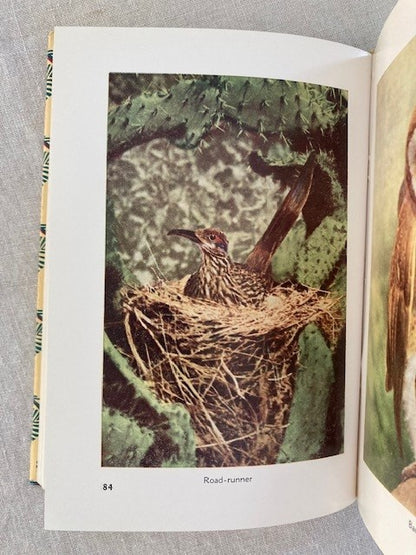 Familiar Birds of the Pacific Southwest