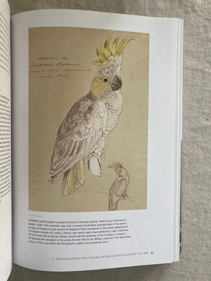 Feather and Brush: A History of Australian Bird Art (Second Edition)