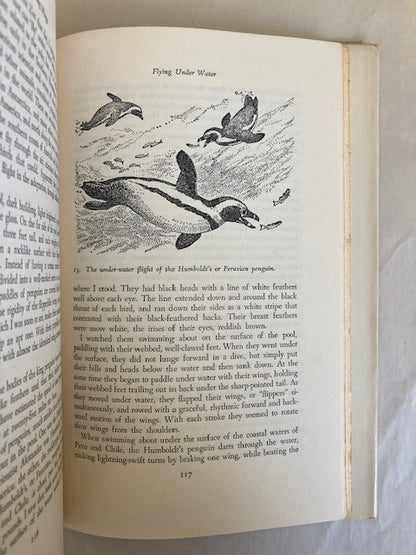 Flashing Wings: The Drama of Bird Flight