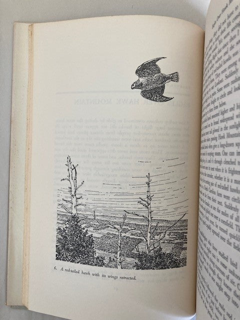 Flashing Wings: The Drama of Bird Flight