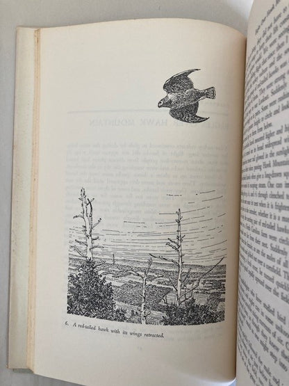 Flashing Wings: The Drama of Bird Flight