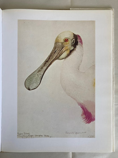 Louis Agassiz Fuertes and the Singular Beauty of Birds