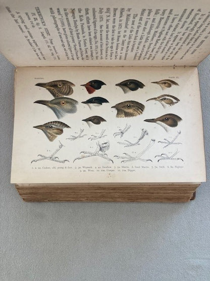 A Handbook of British Birds