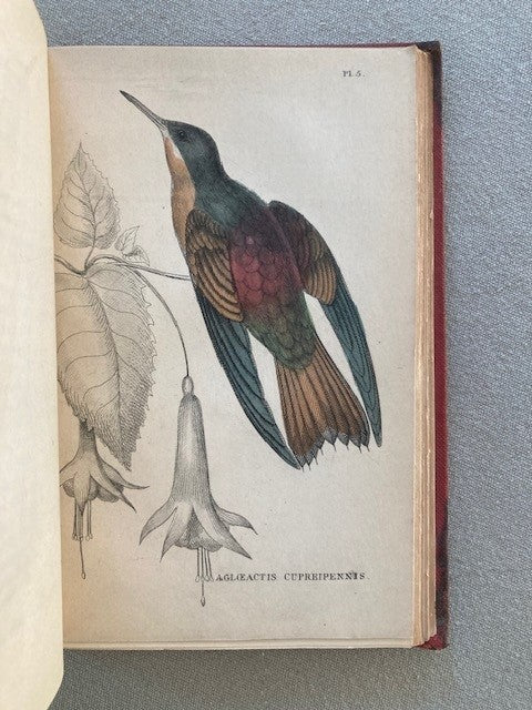 A General History of Humming-Birds, or the Trochilidae: With Especial Reference to the Collection of J. Gould, F.R.S. & Co. Now Exhibiting in the Gardens of the Zoological Society of London