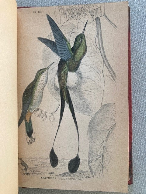 A General History of Humming-Birds, or the Trochilidae: With Especial Reference to the Collection of J. Gould, F.R.S. & Co. Now Exhibiting in the Gardens of the Zoological Society of London