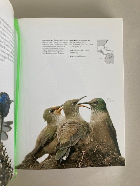 Hummingbirds: A Life-size Guide to Every Species