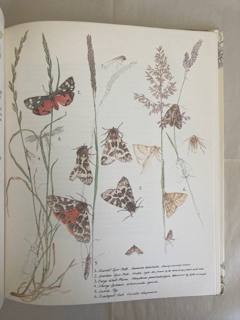 Janet Marsh's Nature Diary