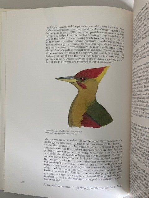 Life of the Woodpecker