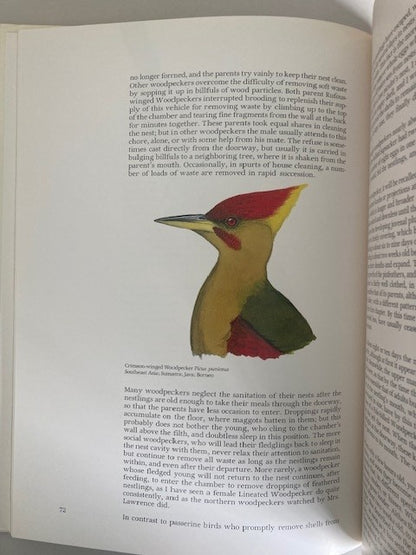 Life of the Woodpecker