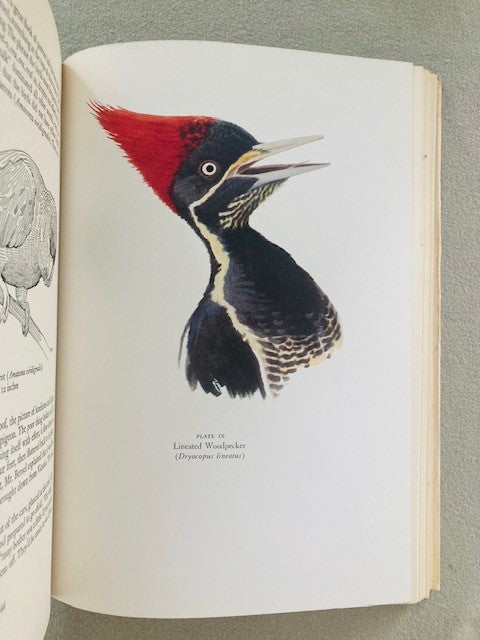 Mexican Birds: First Impressions