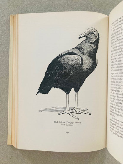 Mexican Birds: First Impressions