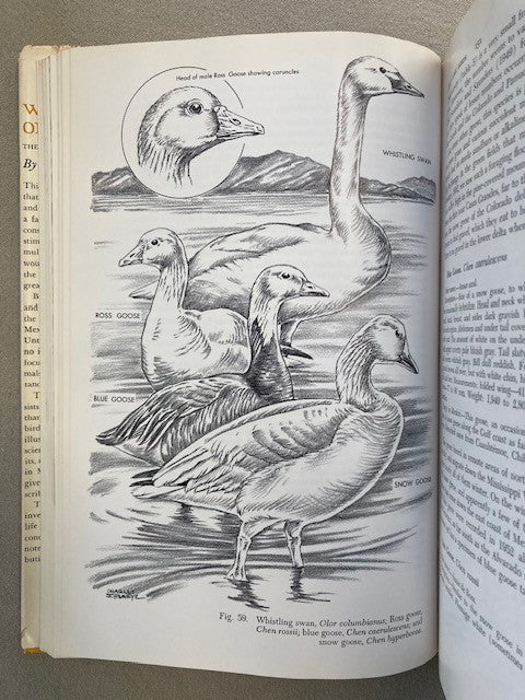 Wildlife of Mexico: The Game Birds and Mammals