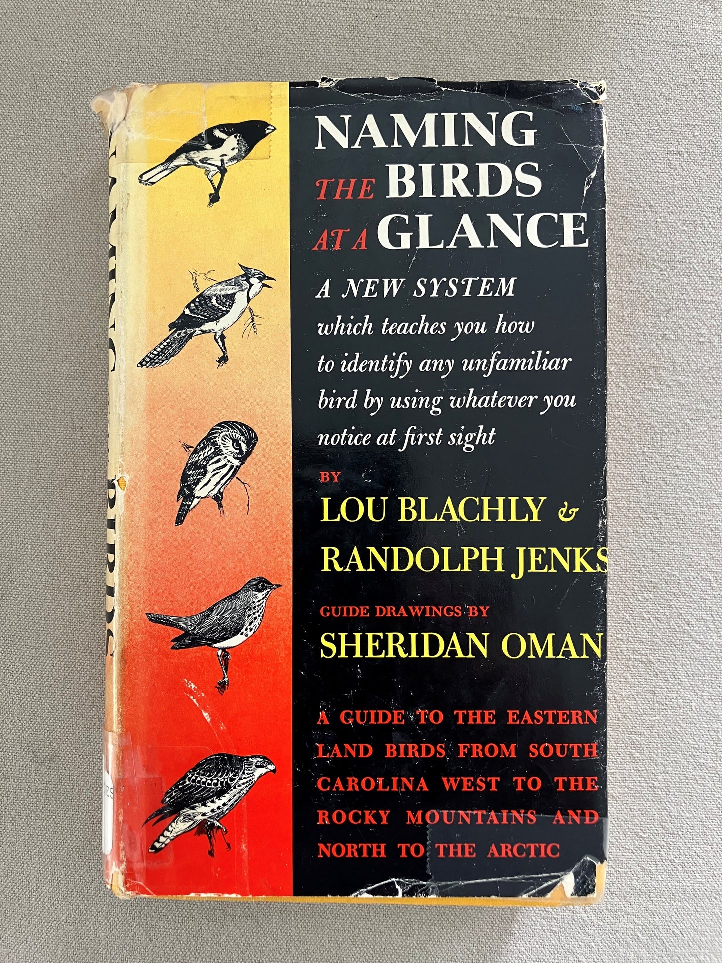 Naming the Birds at a Glance (A New System)