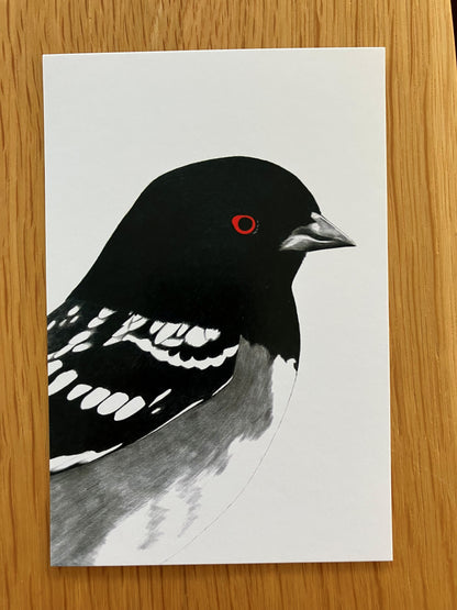 A Dozen Delightful Bird Postcards