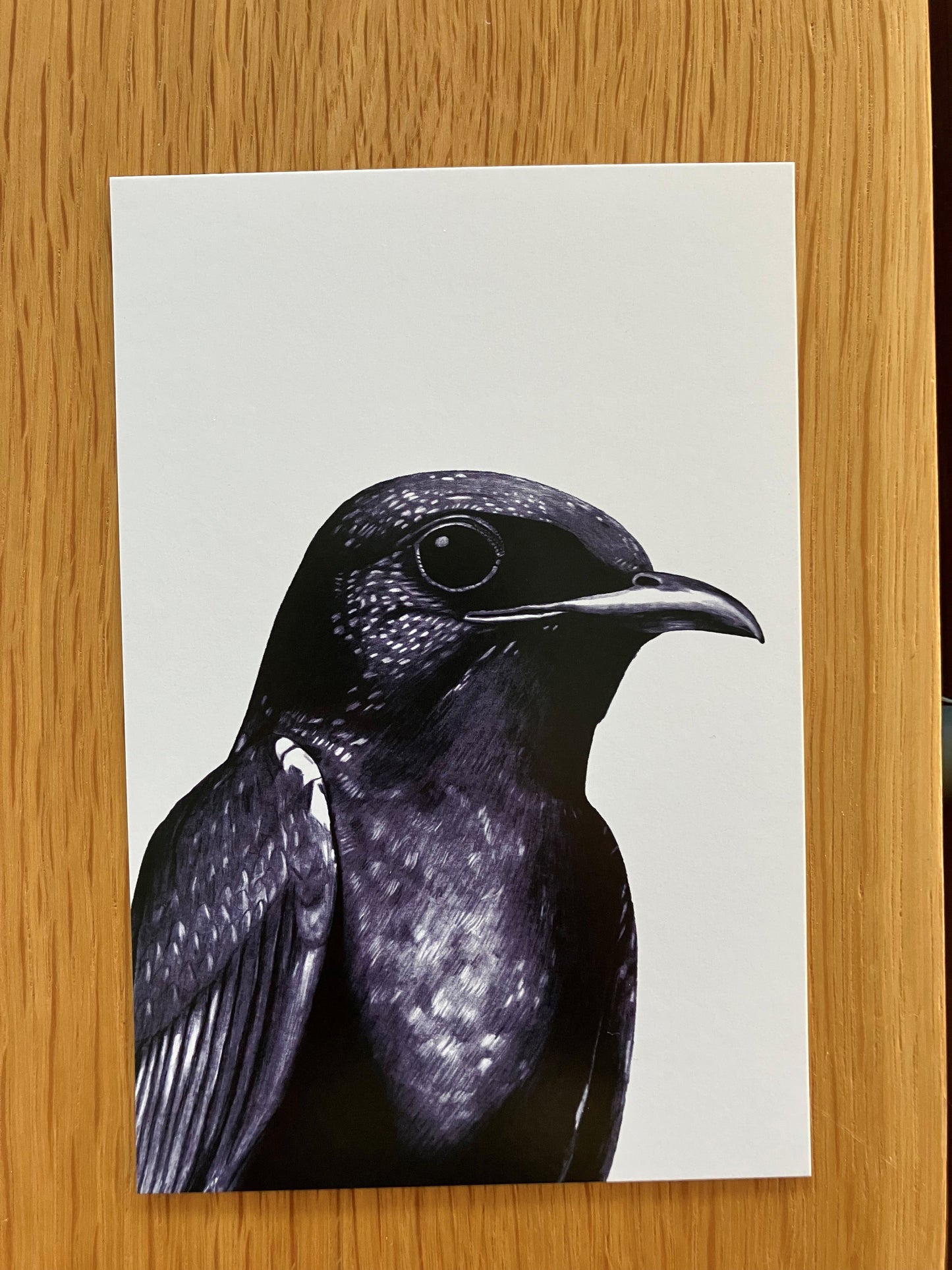 A Dozen Delightful Bird Postcards