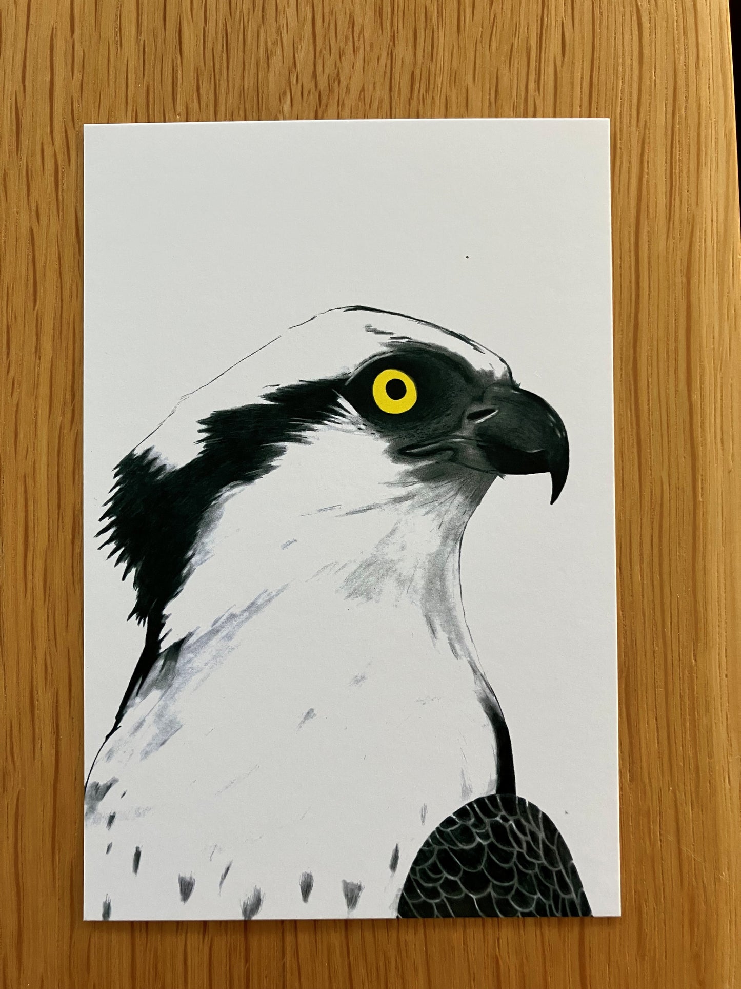 A Dozen Delightful Bird Postcards