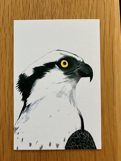 A Dozen Delightful Bird Postcards