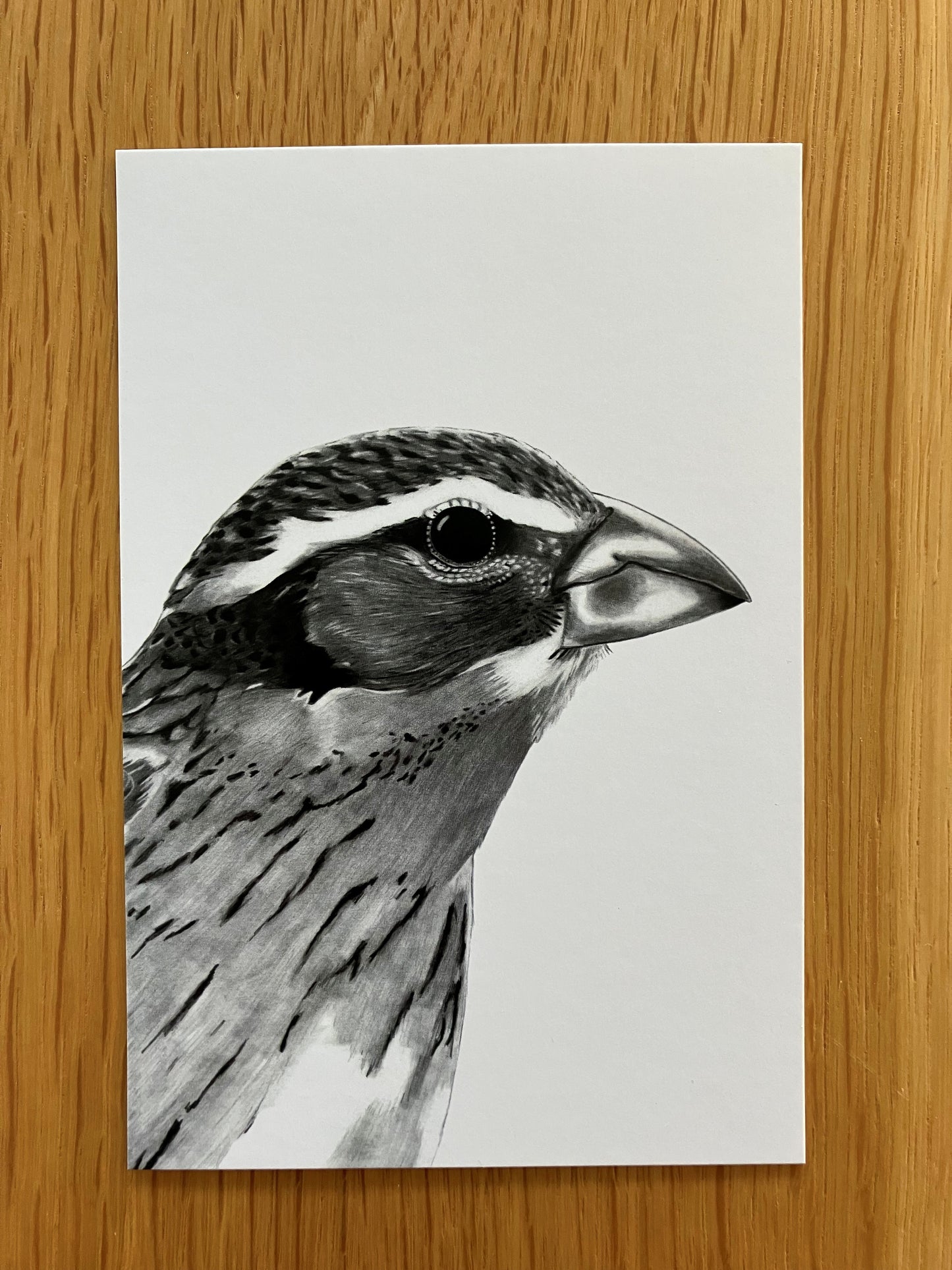 A Dozen Delightful Bird Postcards