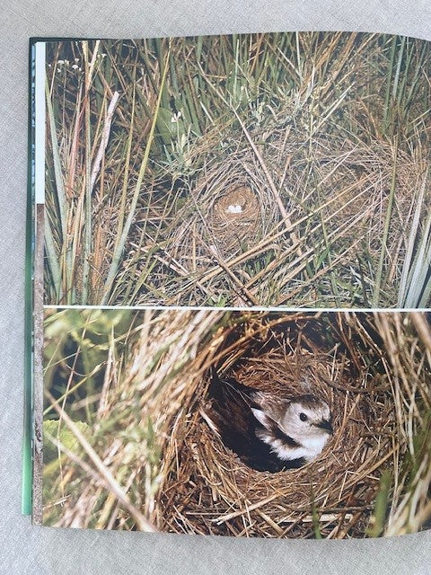 Nurturing New Life: Nests Of Brazilian Birds