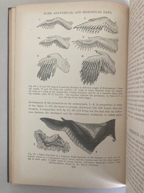 The Origin of Birds