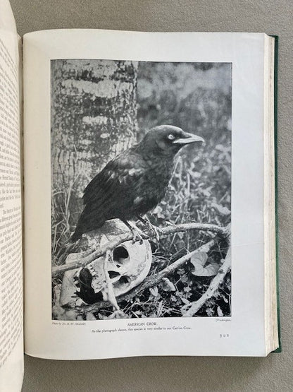 Birds of Our Country  Their Eggs, Nests. Life, Haunts and Identification. [2 Vol.]