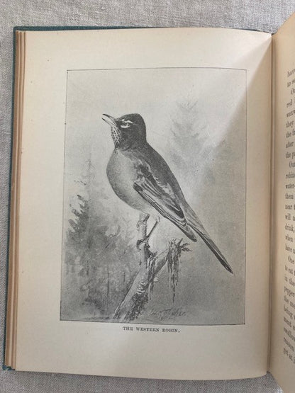 Stories of Our Western Birds